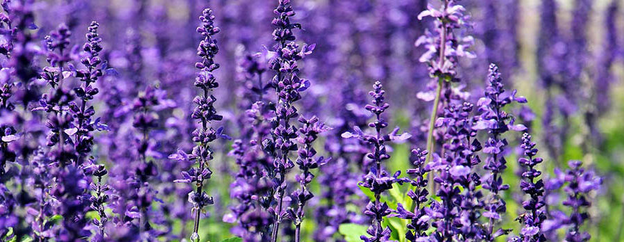 Lavanda in fiore