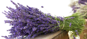 fiore di lavanda