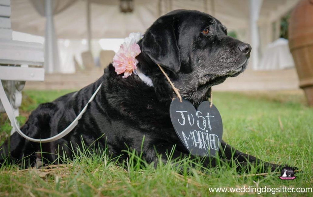 annalisa dog just married