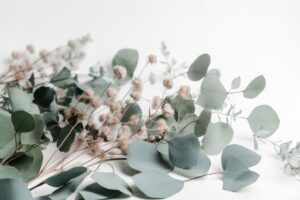 Eucalipto verde, simbolo di protezione